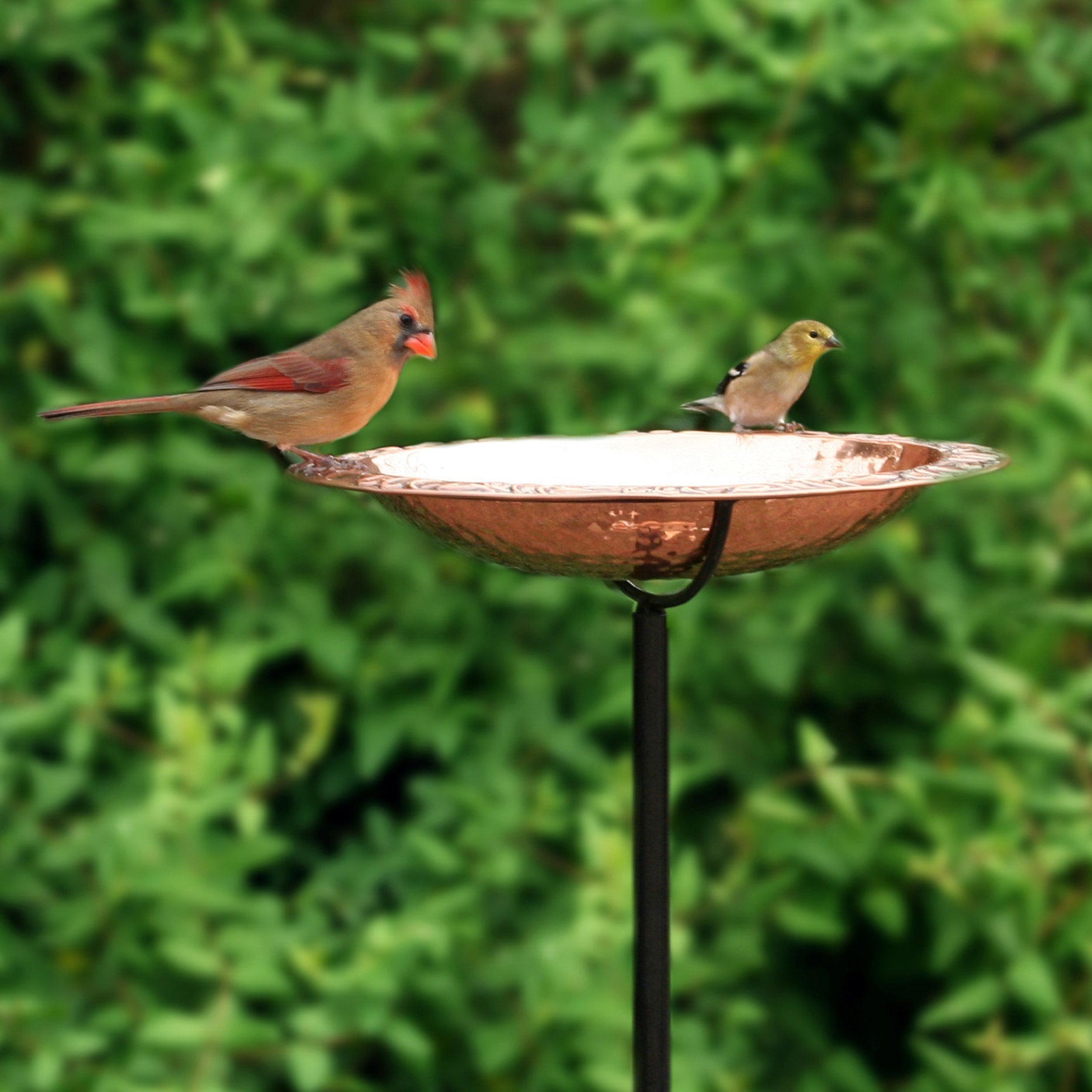 Pure Copper Standing Bird Bath by Good Directions Image